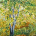 Birch Clump