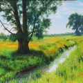 Shade in Summer Fields