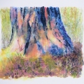 Base-of-Pine-Tree