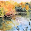 Bay-with-Fallen-Tree