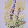Trees-and-Brush